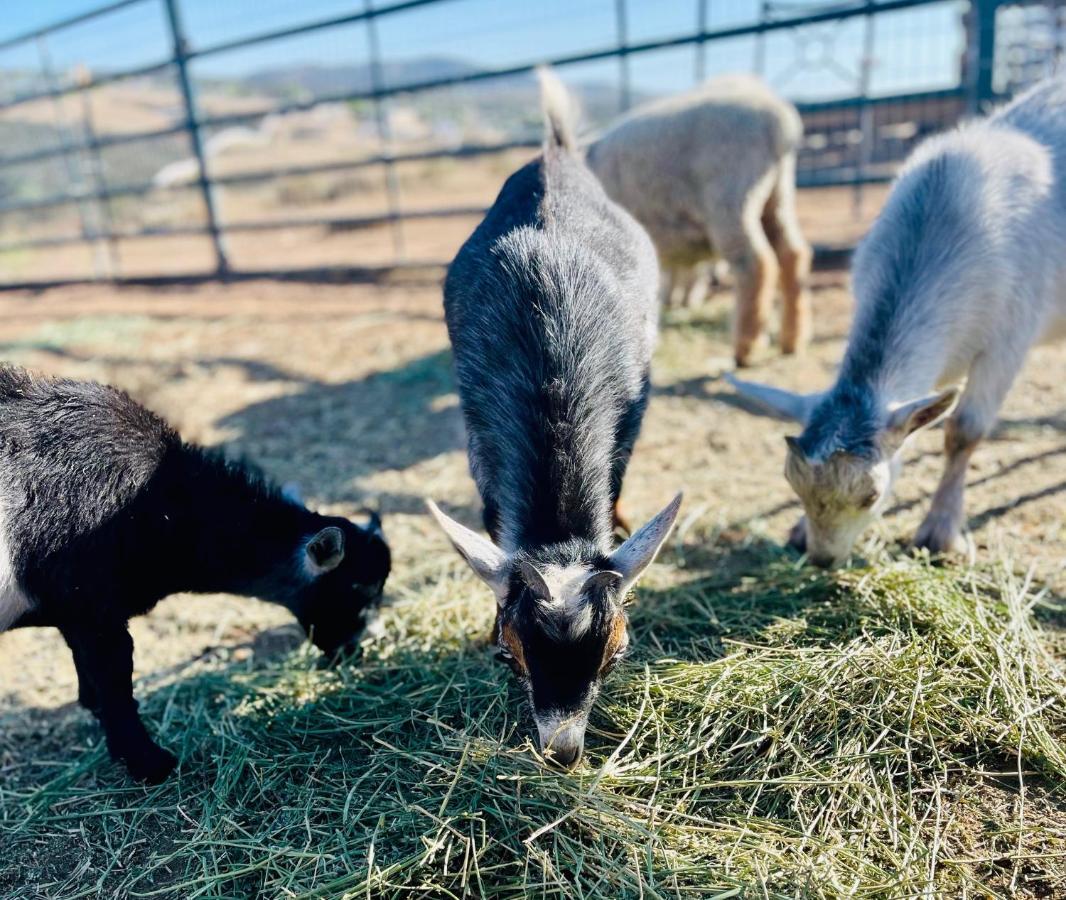 Rustic Farm Stay Temecula Exteriör bild
